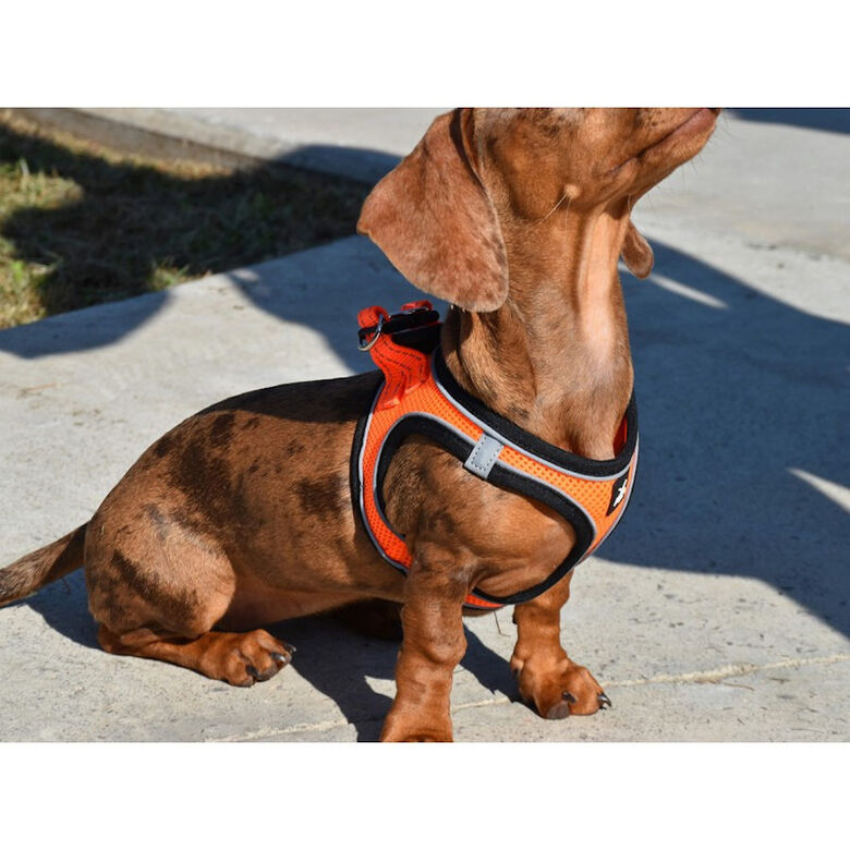 Nayeco X-TRM Neo Naranja arnés para perros thumbnail