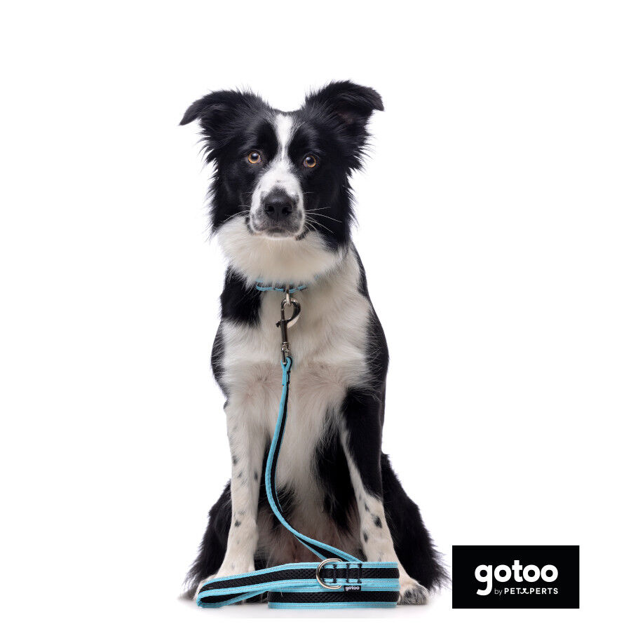 Gotoo collar de malla transpirable turquesa para perros, , large Imagen numero 6