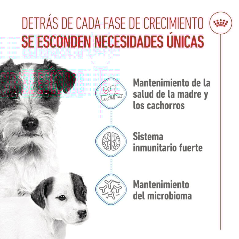 8 kg Royal Canin Starter MotheryBaby Mini pienso para perros,  Imagen numero 3 8 kg Royal Canin Starter MotheryBaby Mini pienso para perros, , large Imagen numero 3
