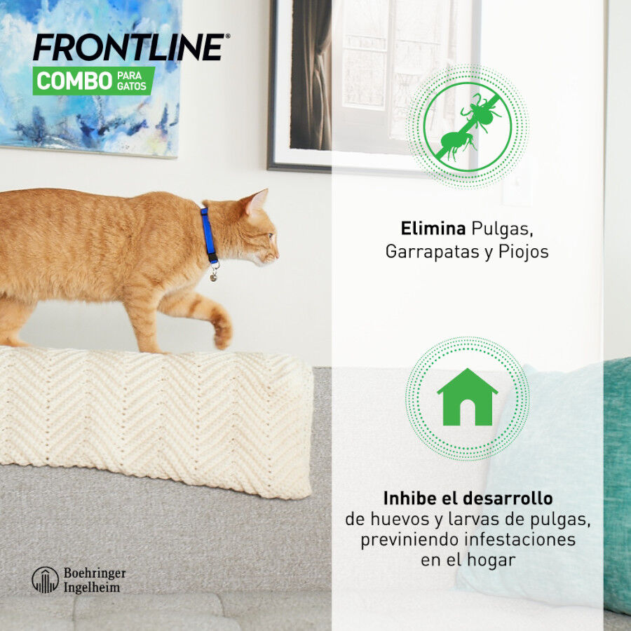 Frontline Combo Pipetas Antiparasitarias para gatos y hurones thumbnail