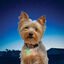 Nite Ize PetLit Luz LED Verde de Collar para perros, , large indicador imagen numero 2