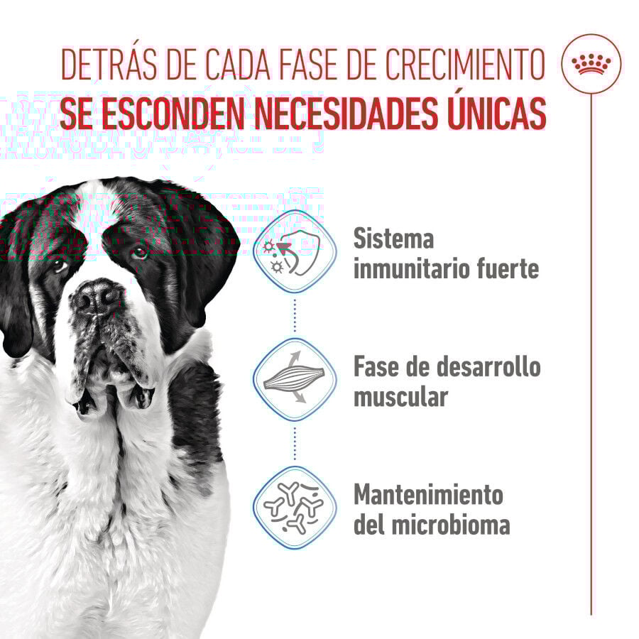 Royal Canin Junior Giant pienso para perros thumbnail