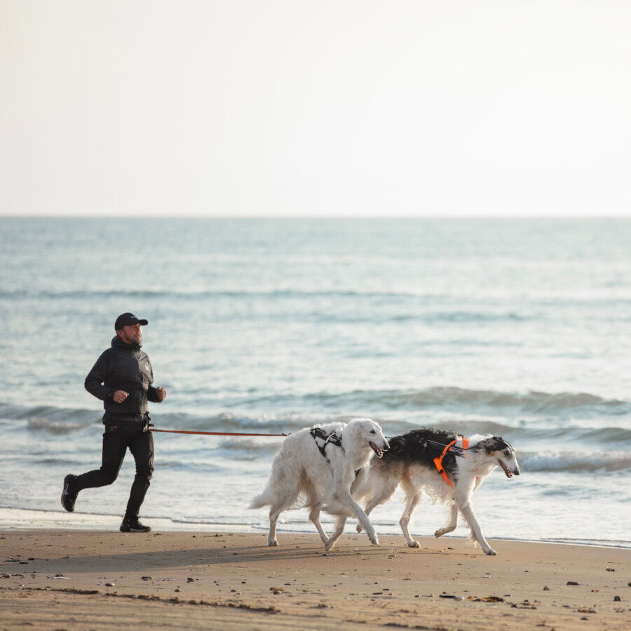 Non-stop dogwear Freemotion Arnés Negro y Naranja para perros thumbnail
