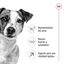 8 kg Royal Canin Mini 8+ Adult pienso para perros, , large indicador imagen numero 5