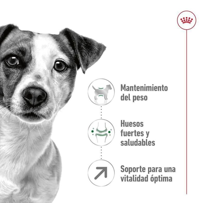 8 kg Royal Canin Mini 8+ Adult pienso para perros,  Imagen numero 5 8 kg Royal Canin Mini 8+ Adult pienso para perros, , large Imagen numero 5