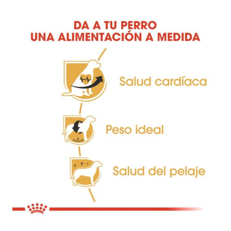 Royal Canin Adult Cavalier King Charles pienso para perros thumbnail