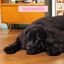 12 kg Edgard & Cooper Puppy Pato y Pollo pienso para perros grandes, , large indicador imagen numero 6