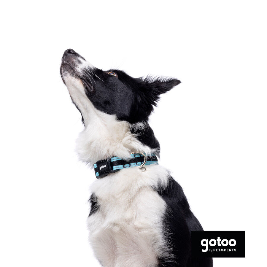 Gotoo collar de malla transpirable turquesa para perros, , large Imagen numero 3