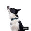 Gotoo collar de malla transpirable turquesa para perros, , large indicador imagen numero 3