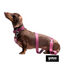 Gotoo Correa Biothane roja vino para perros, , large indicador imagen numero 5