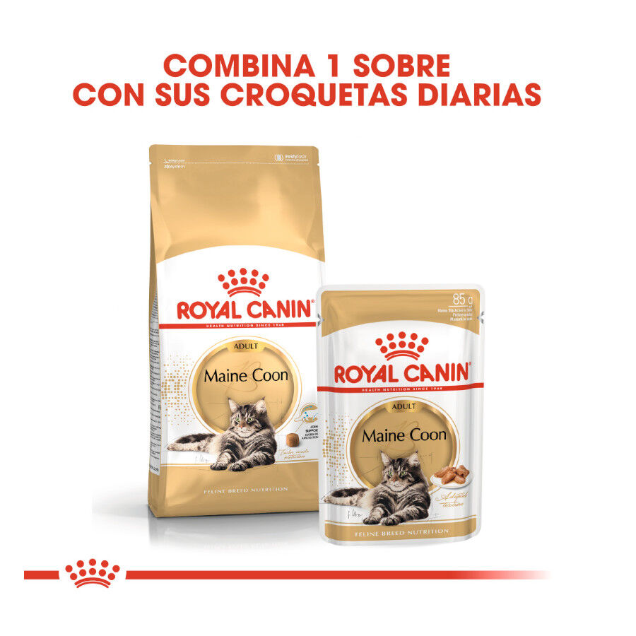 Royal Canin Maine Coon sobres para gatos thumbnail