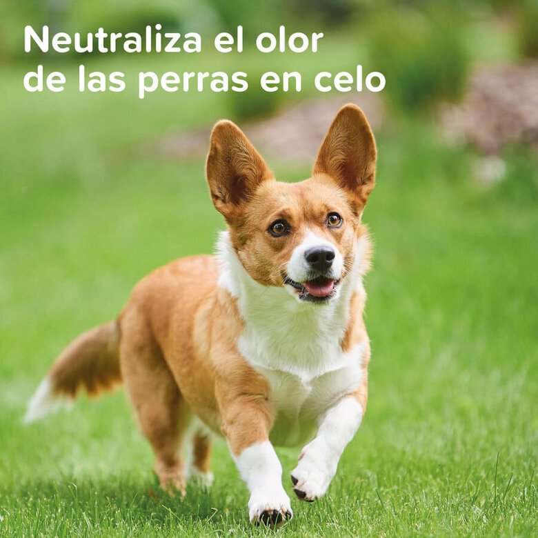 higiene_perros_Beaphar_spray_anticelo_BEA10338_M_AG23_3 Imagen numero 3 Beaphar Spray Anticelo para perros hembras3 Imagen numero 3