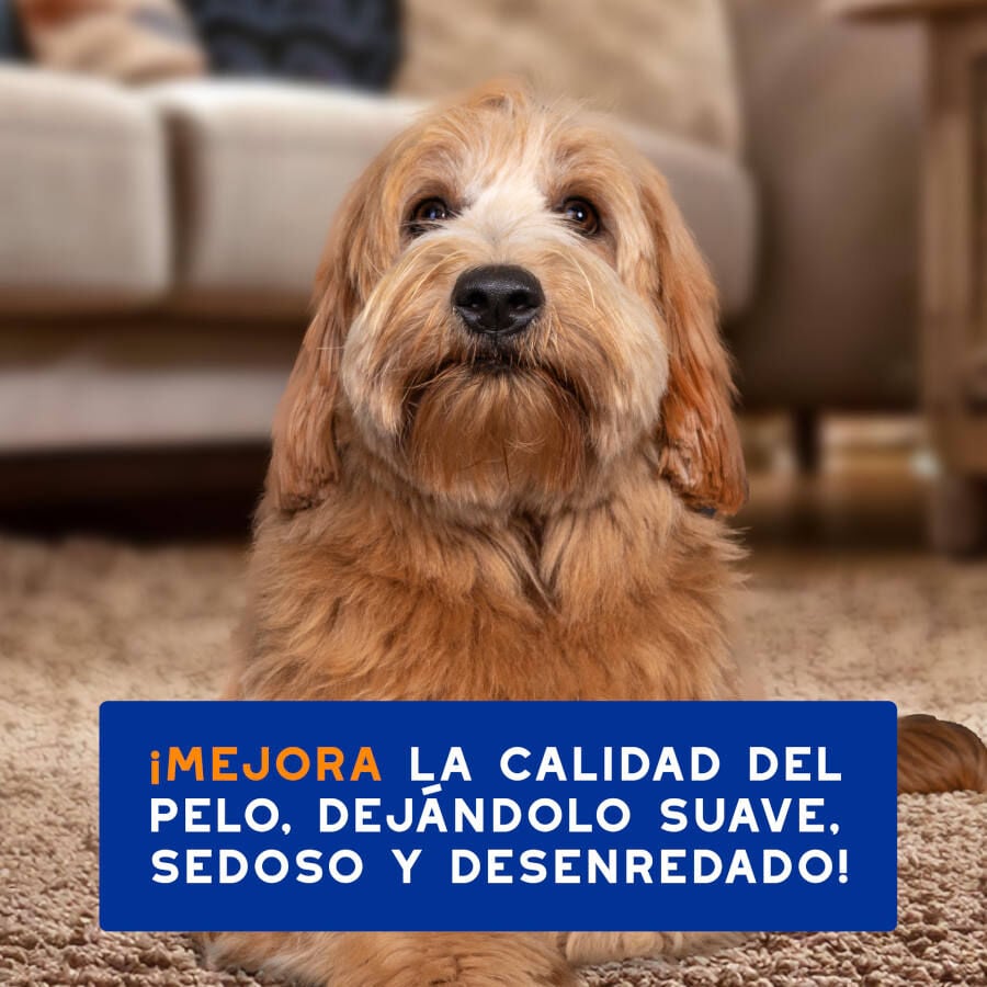 Ceva Douxo Spa Champú 2 en 1 Desenredante para perros thumbnail