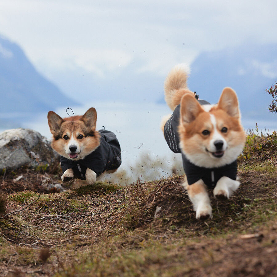 Non-stop dogwear Fjord Chubasquero Impermeable Negro para perros thumbnail
