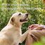 Beaphar Spray Protector de Almohadillas para perros y gatos, , large indicador imagen numero 8