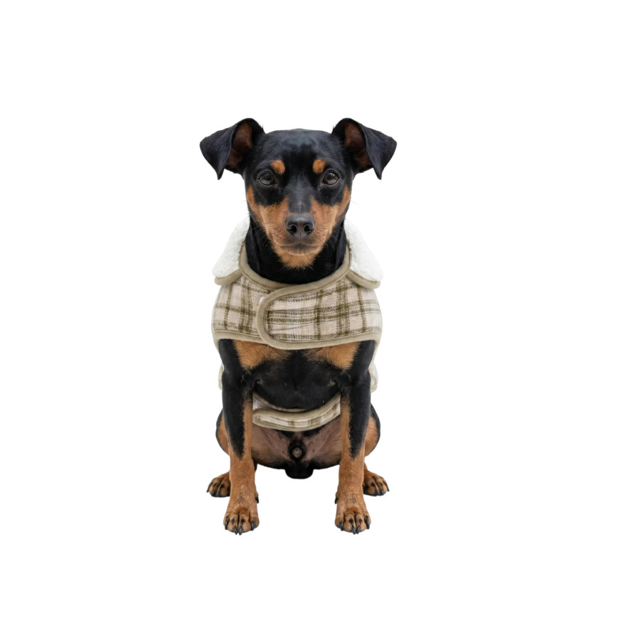 Gotoo Chaqueta Tart&aacute;n Cuadros para perros, , large Imagen numero 7