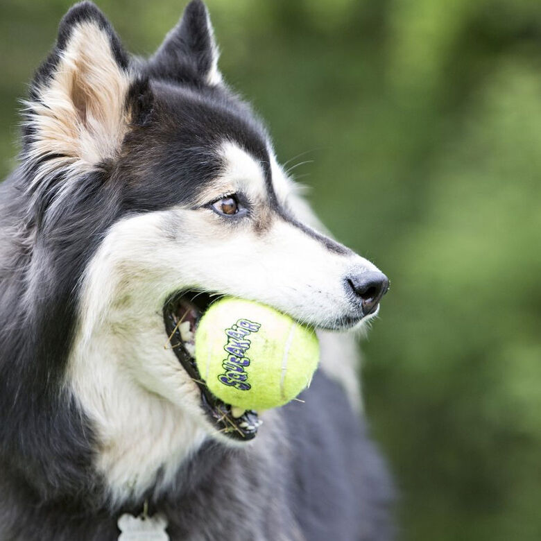Kong Air Pelota de tenis con sonido para perros thumbnail