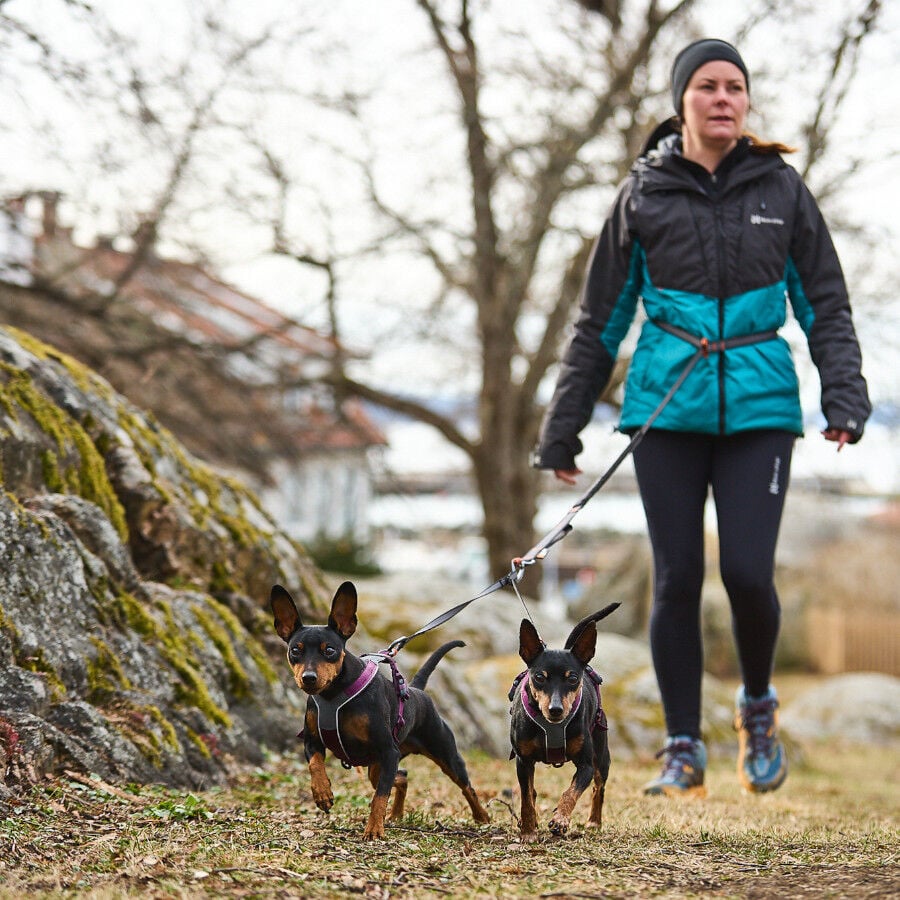 Non-stop dogwear Line 5.0 Arnés Púrpura para perros thumbnail