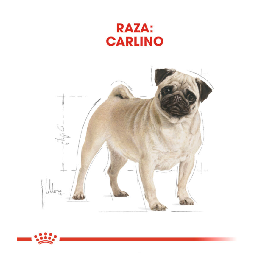 Royal Canin Adult Pug pienso para perros thumbnail