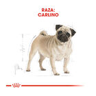 Royal Canin Adult Carlino pienso para perros, , large image number null
