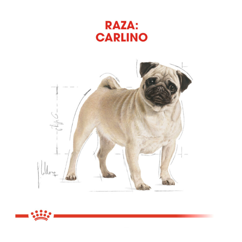 3 kg Royal Canin Adult Pug pienso para perros,  Imagen numero 4 3 kg Royal Canin Adult Pug pienso para perros, , large Imagen numero 4