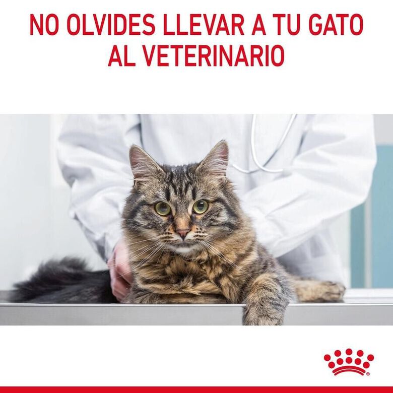 Royal Canin Adult Oral pienso para gatos thumbnail
