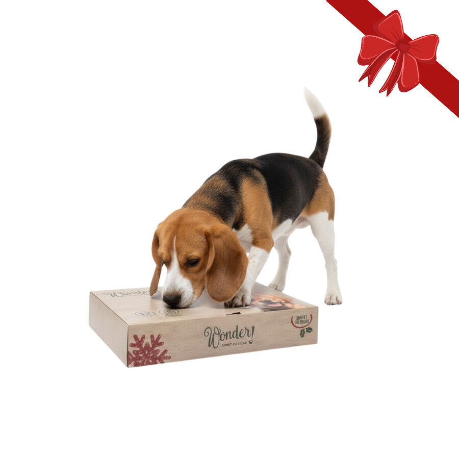 Wonder Christmas Caja Sorpresa Juguetes Navideños para perros thumbnail