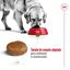15 kg Royal Canin Maxi Adult 5+ pienso para perros senior de raza grande, , large indicador imagen numero 8