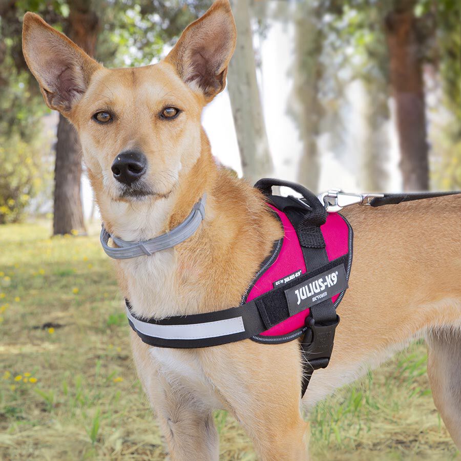 Julius K-9 IDC Arnés Magenta para perros thumbnail