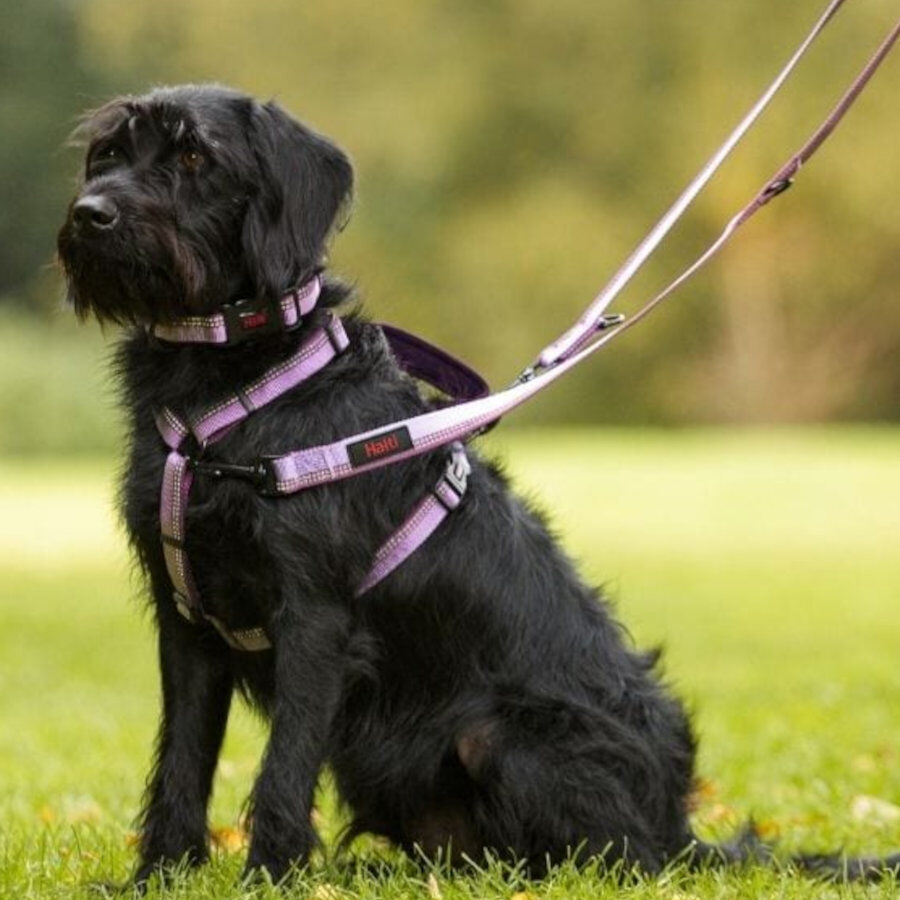 Halti correa de doble enganche roja para perros, , large Imagen numero 2