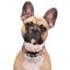 Dukier Flower Power collar para perros, , large indicador imagen numero 2