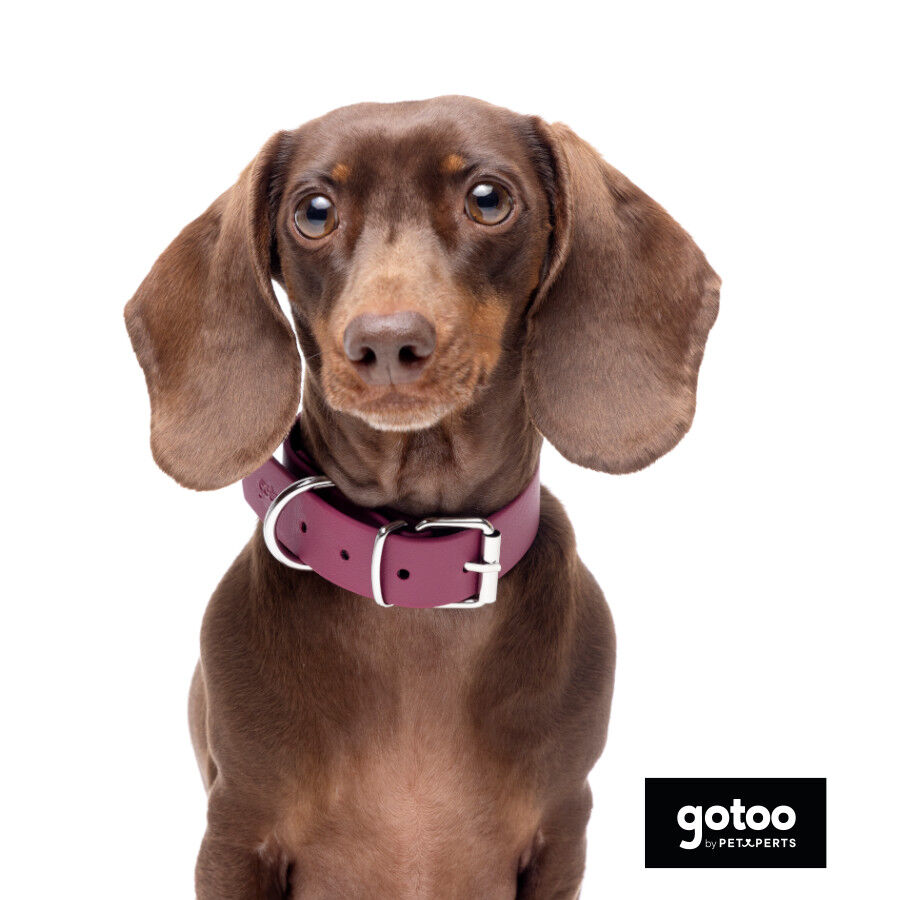 Gotoo Collar Biothane rojo vino para perros thumbnail
