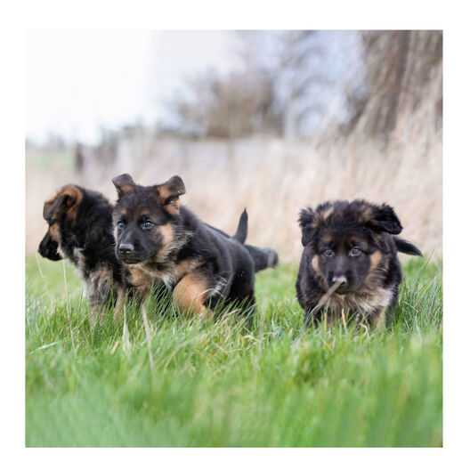 Beaphar Spray Antimicciones para perros y gatos, , large image number null