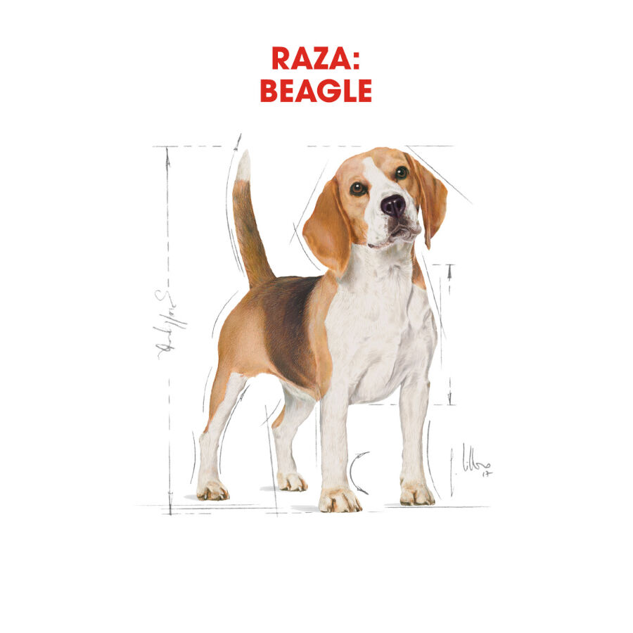 Royal Canin Adult Beagle pienso para perros thumbnail