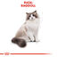 Royal Canin Adult Ragdoll pienso para gatos, , large indicador imagen numero 4