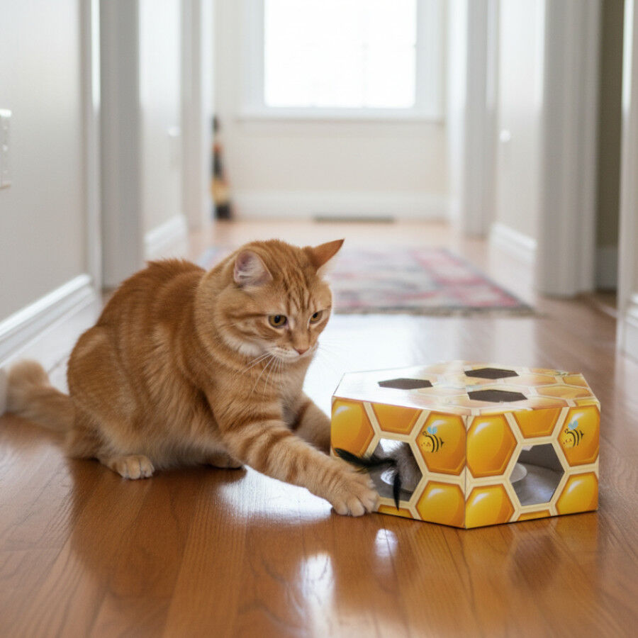 Tootoy! Panal de abeja interactivo con plumas para gatos