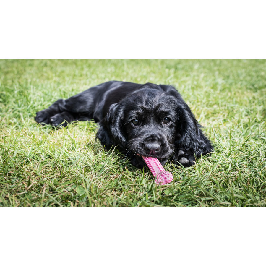 Nylabone Hueso Mordedor Dental Rosa Sabor a Pollo para cachorros, , large Imagen numero 2