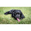 Nylabone Hueso Mordedor Dental Rosa Sabor a Pollo para cachorros, , large indicador imagen numero 2