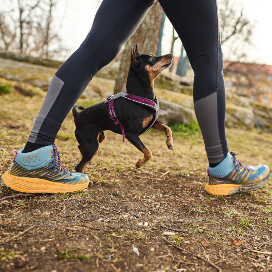 Non-stop dogwear Line 5.0 Arnés Púrpura para perros thumbnail