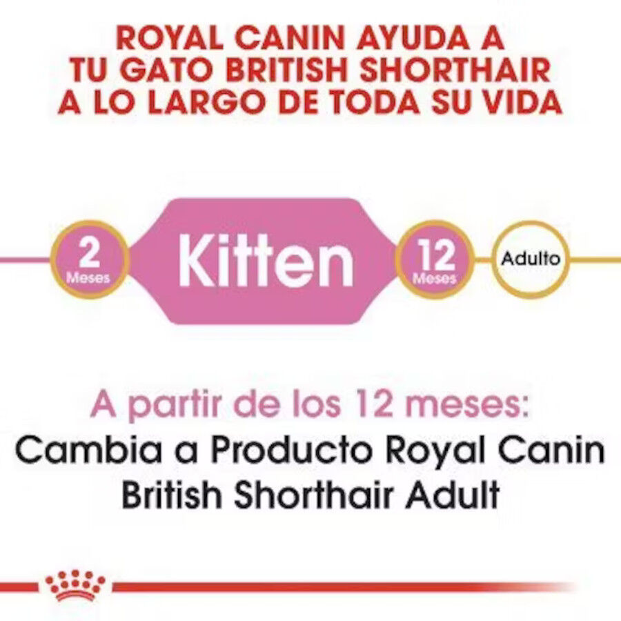 Royal Canin British Shorthair Kitten pienso para gatos thumbnail