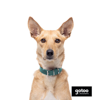 Gotoo Collar Biothane verde para perros
