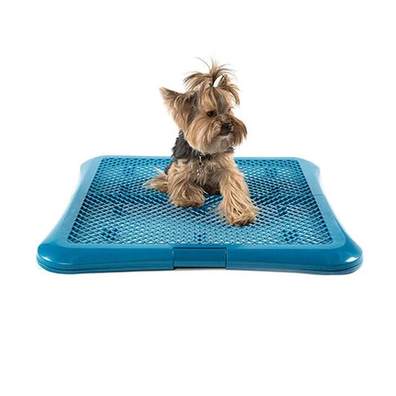 Entrenamiento Bandeja Higienica Perros Amazon TK-Pet Bandeja De