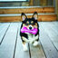Kong Squeezz Crackle hueso para perros, , large indicador imagen numero 2