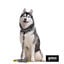 Gotoo Collar estampado zebra para perros, , large indicador imagen numero 4