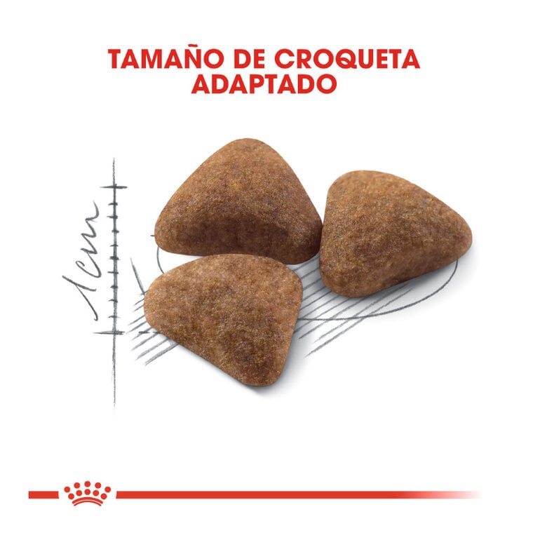 12 kg (10 + 2 kg ¡gratis!) Royal Canin Home Life Indoor 27 pienso para gatos,  Imagen numero 3 12 kg (10 + 2 kg ¡gratis!) Royal Canin Home Life Indoor 27 pienso para gatos, , large Imagen numero 3