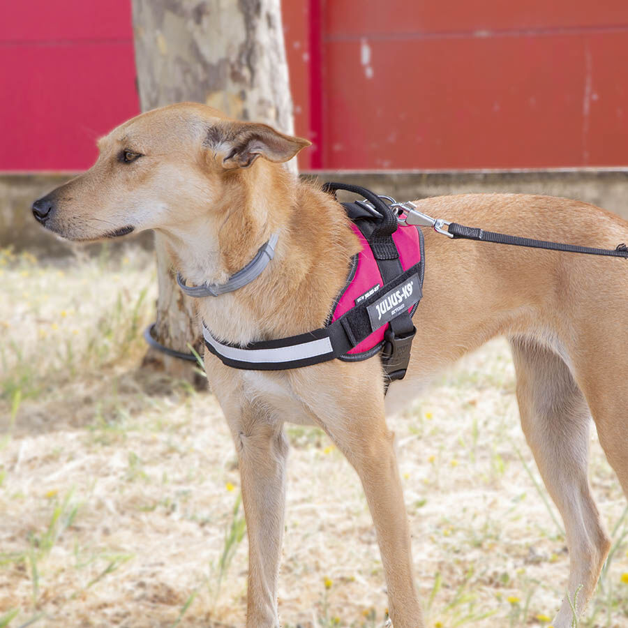 Julius K-9 IDC Arnés Magenta para perros thumbnail