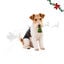 1 ud. Wonder Christmas &Aacute;rbol Piel Prensada Snacks para perros, , large indicador imagen numero 1