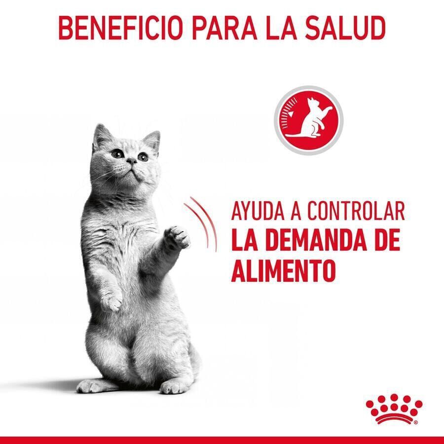 Royal Canin Appetite Control Care pienso para gatos thumbnail