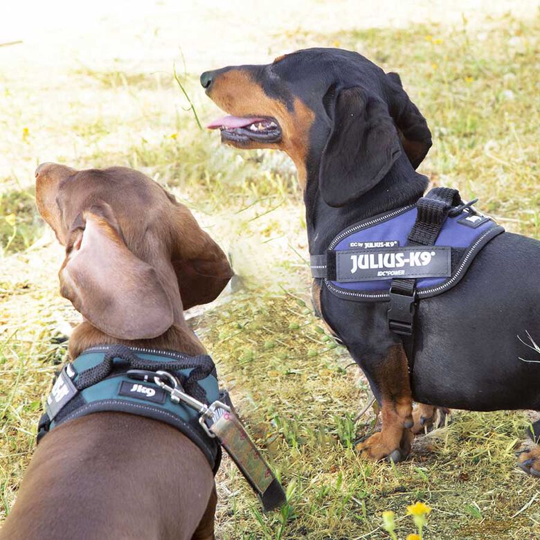 Julius K-9 IDC Arnés Azul para perros thumbnail