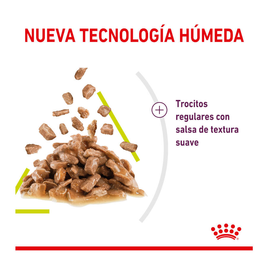 Royal Canin Adult Sensory Smell salsa sobre para gatos thumbnail